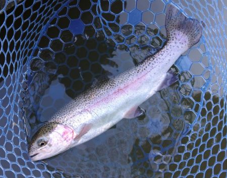 大型ブラウン連発！ ～岡崎トラウトポンド～